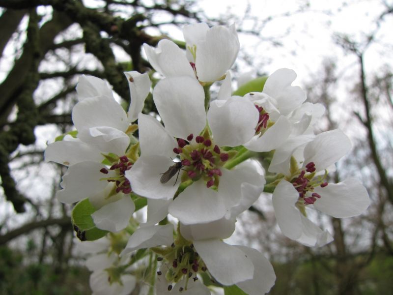 Blossom in garden 20th April 2014 005
