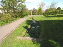 Watercress in Vally Gardens May2012