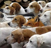 Foxinpack