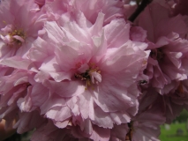 blossom 5th May 001
