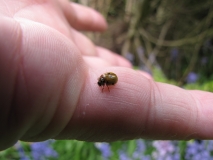 ladybird 5th May 002