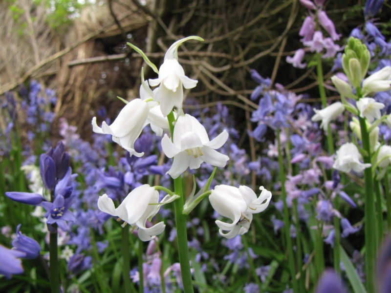 bluebells 5th May 015