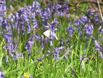 bluebells 5th May 005