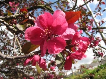 Blossom 6th May 003