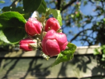 Blossom 14th May 2014
