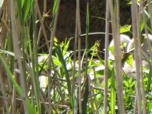 cygnets 14th May 2014 001