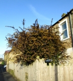 Blossom 01 160514