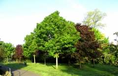 Vally Gardens foliage 160514