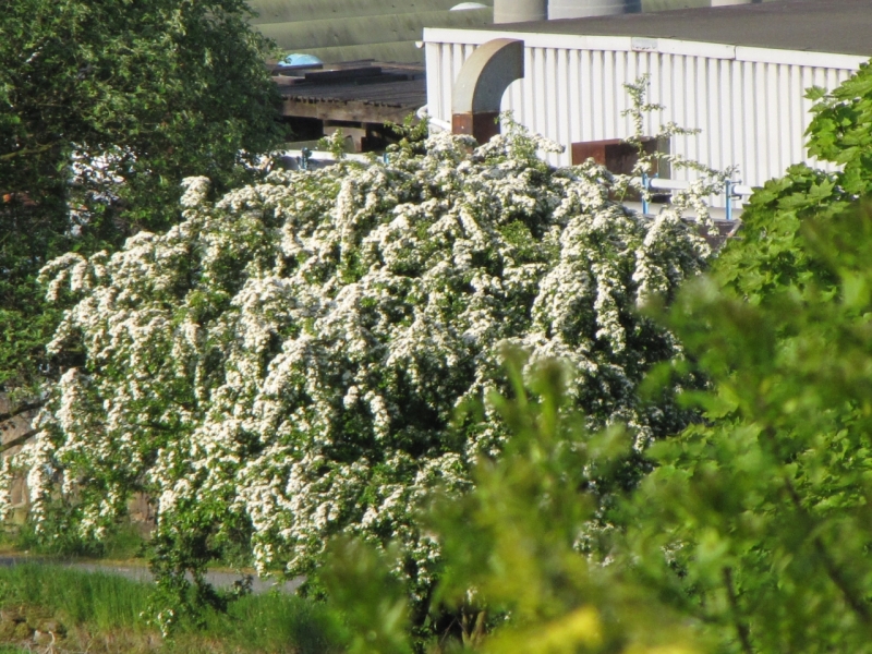 Bank Edge view 18th May 2014 007