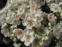 Blossom 16th May 2014 001