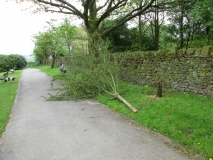 Vandalised tree letcliffe