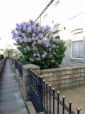 Lilac blossom 210514