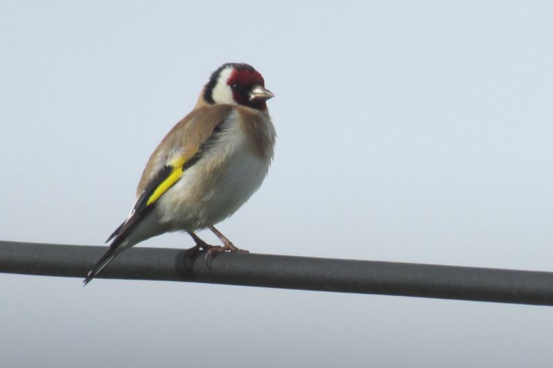 Goldfinch