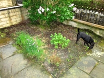 Front Garden 230514