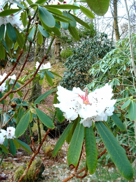 LostGarden03