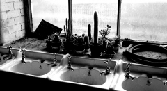 Cactusgarden770401