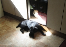 Jack in sunlight