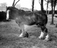 DickGreenbank 1956