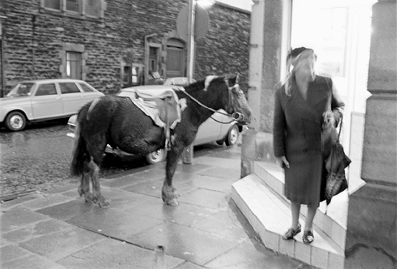 Coophorse7721207