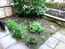 Front Garden 030614