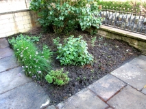 Front Garden 101614