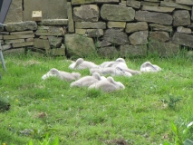 cygnets 7th June 2014 002