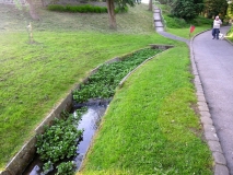 WatercressValley Gardens 25 May2012