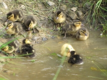 Ducklings 7th June 2014 006