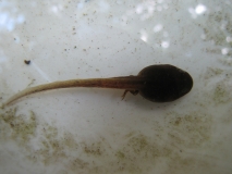 Tadpoles 11th June 2014 007