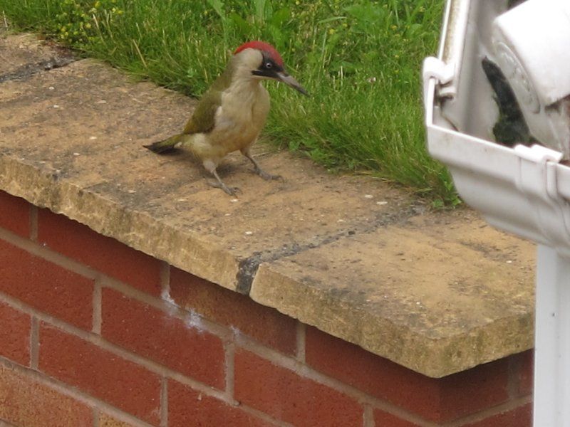 Green woodpecker