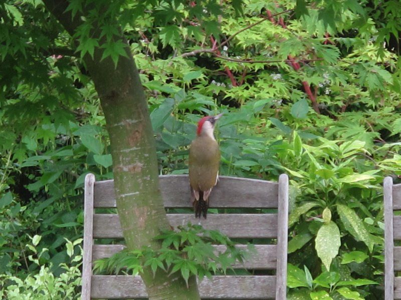 Green woodpecker again