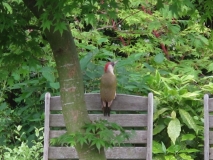 Green woodpecker again