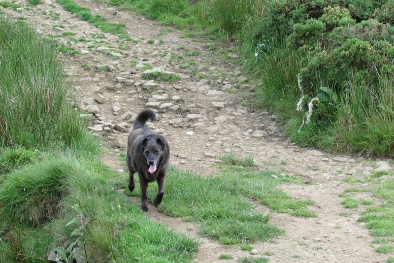Bertie