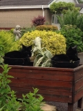 Cats in pots