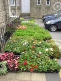 BiB plants from Pendle 2014 002