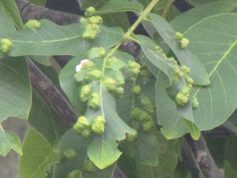 Walnuts June 2014