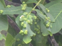 Walnuts June 2014