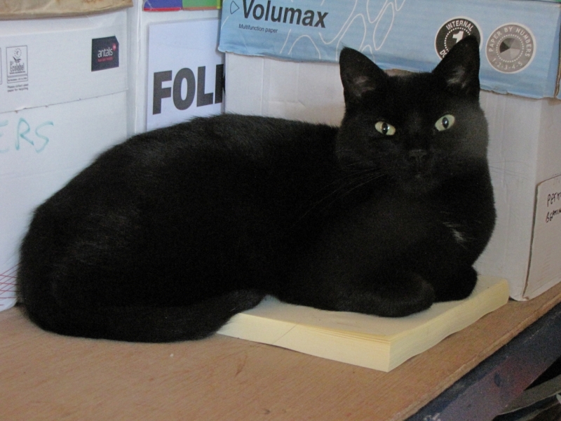 Printer cat JJ 4th July 2014