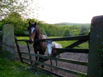 Foal at the Fence