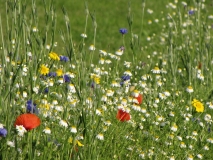 Wildflowers 15th July 2014 034