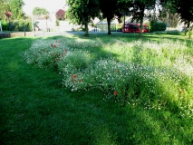 Green drifts 240714