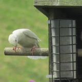 White starling