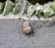 Rabbit Valley Gardens 290714