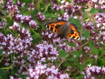Tortoiseshell butterfly 18/07/14