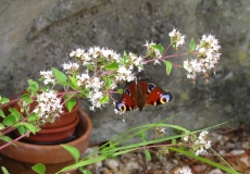 Peacock butterfly 18/07/14
