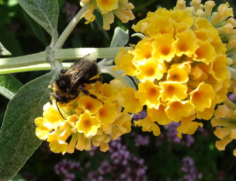 Bumble bee 18/07/14