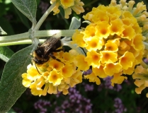 Bumble bee 18/07/14