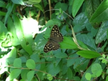 Speckled wood butterfly 18/07/14 Somerset