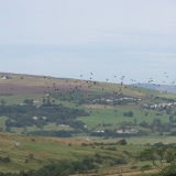 White starling in flock