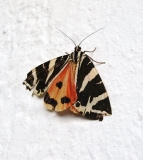 Jersey Tiger Moth 1